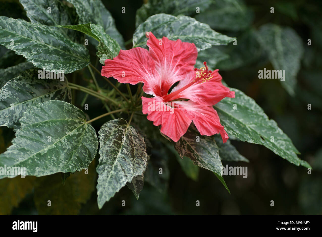 Hibiscus rosa-sinensis cultivar Stock Photo