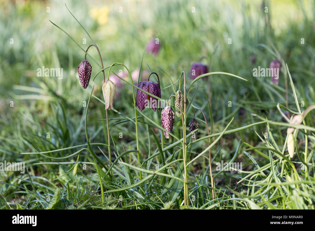 Close up of Fritillaria meleagris / Snakes Head Fritillary flowering in an English meadow, UK Stock Photo