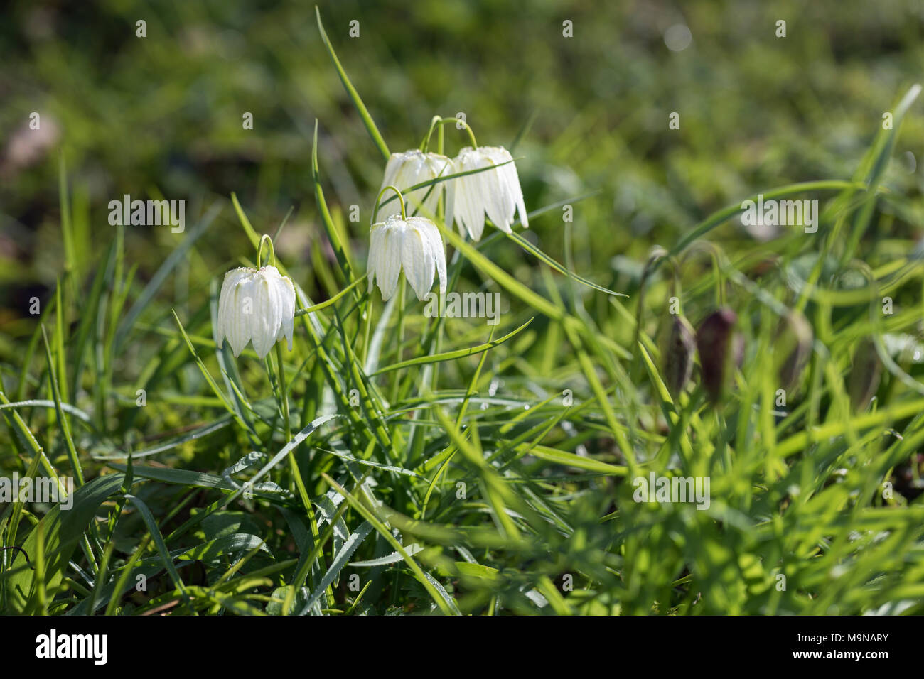 Close up of white Fritillaria meleagris / Snakes Head Fritillary ...