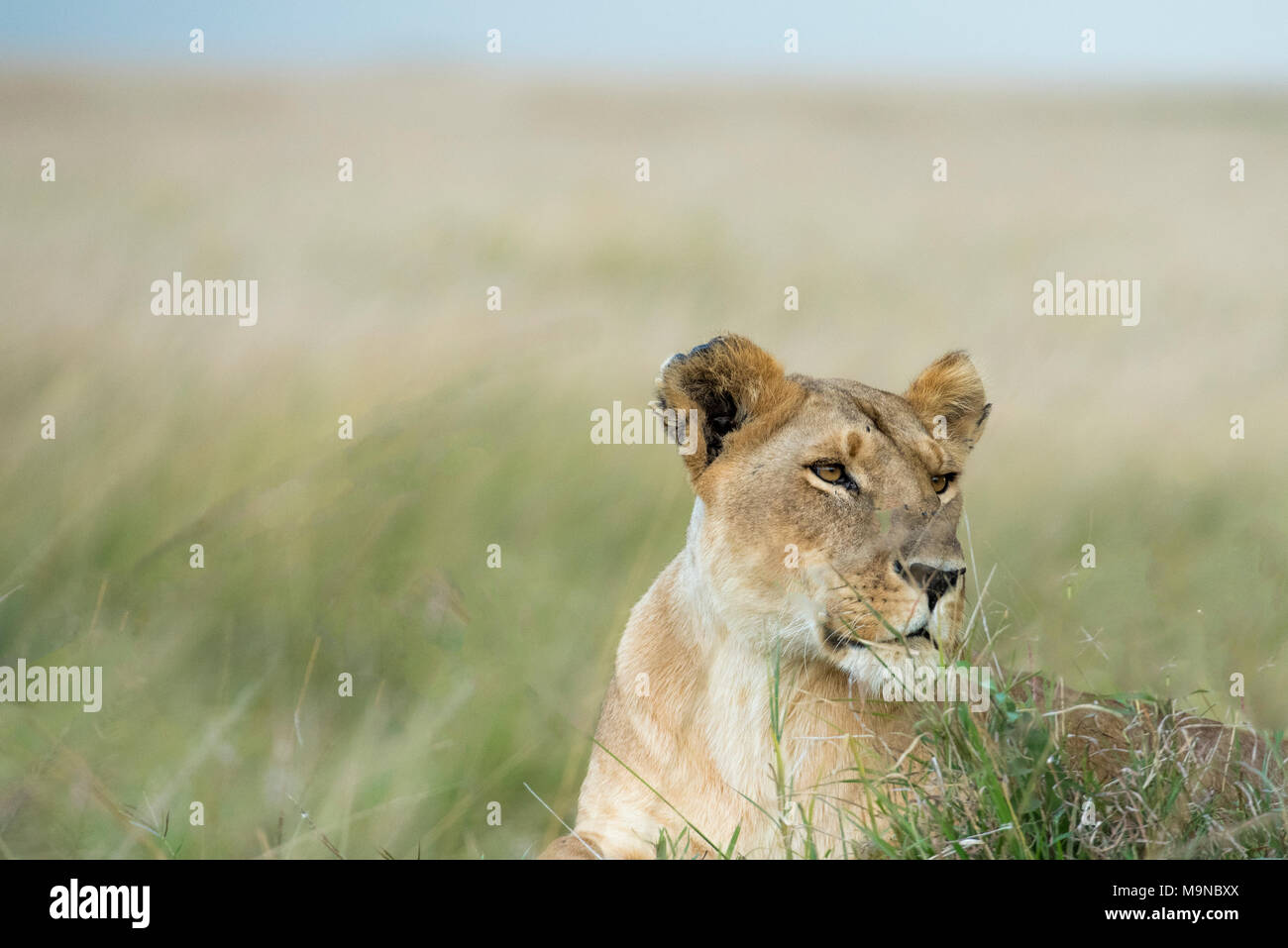 African Lioness in Savannah Stock Photo