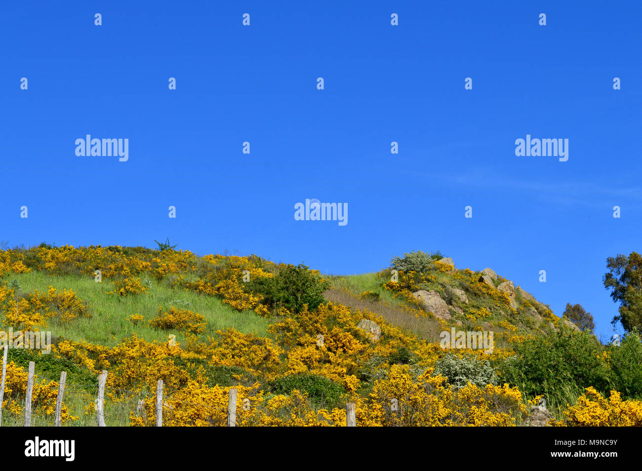 Typical Background of Maquis Shrubland, Wild Nature, Mediterranean Region, Nicosia, Sicily, Italy, Europe Stock Photo