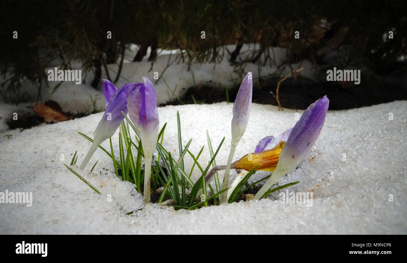 Crocuses, spring flowers sprout from the snow Stock Photo