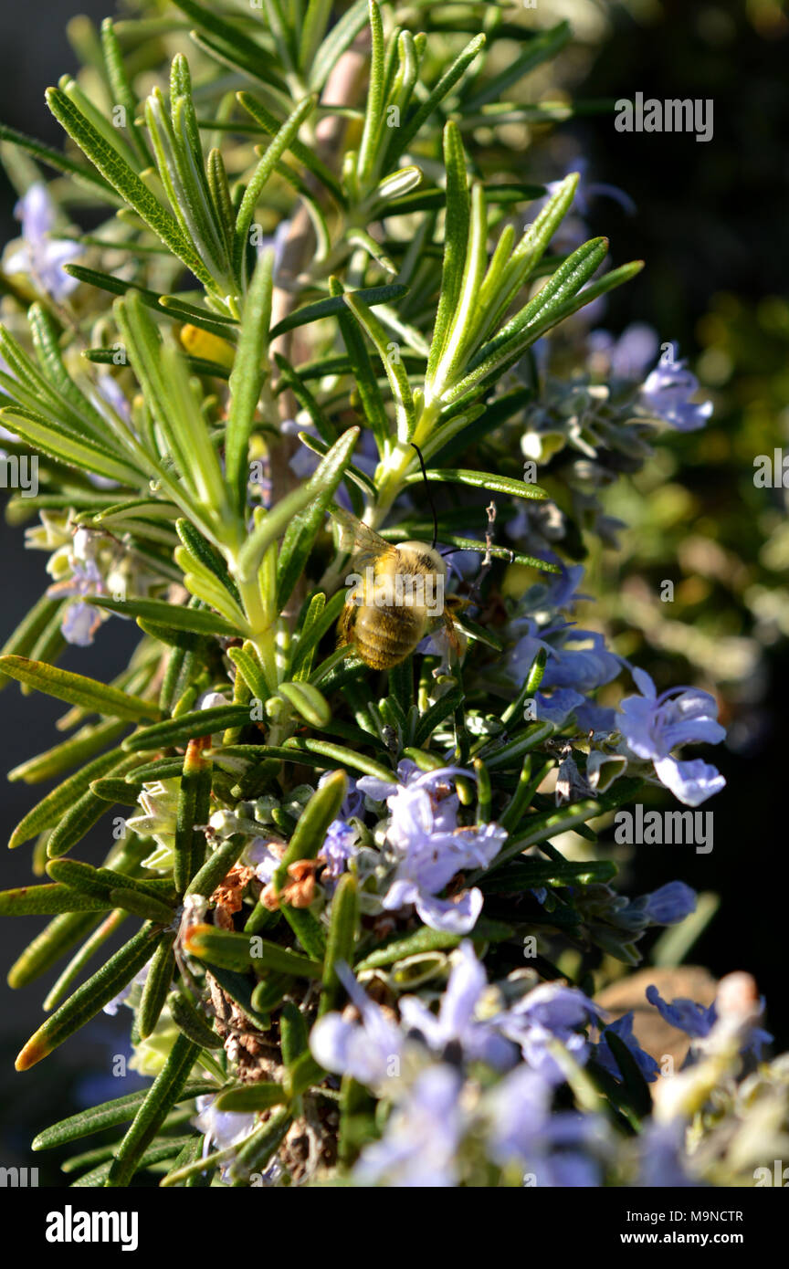 Close-up of a Bee Collecting Pollen from Rosemary Flowers, Macro Nature, Sicily Stock Photo