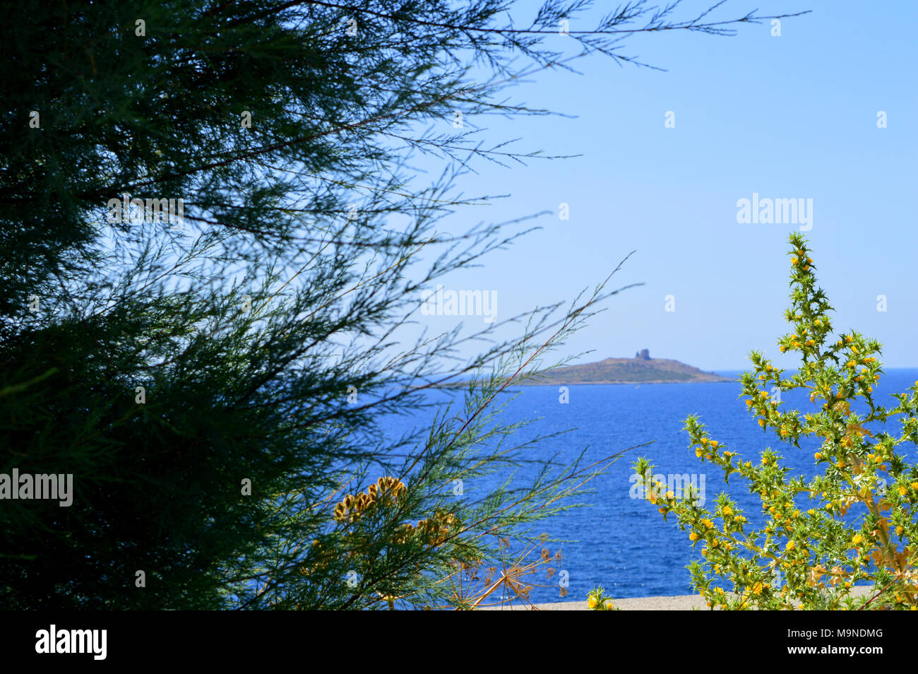 Close-up of Maquis Shrubland and in the Background the Island of Females, Isola delle Femmine, Palermo, Sicily Stock Photo