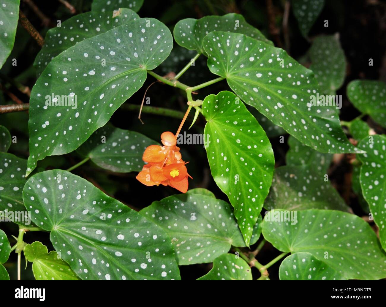 Orange flowers and spotted green leaves of a Victorian begonia Stock Photo