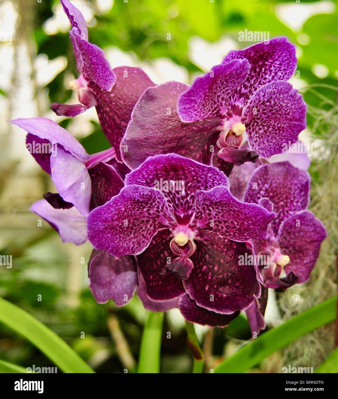 A cluster of purple Vanda orchids in a tropical garden Stock Photo