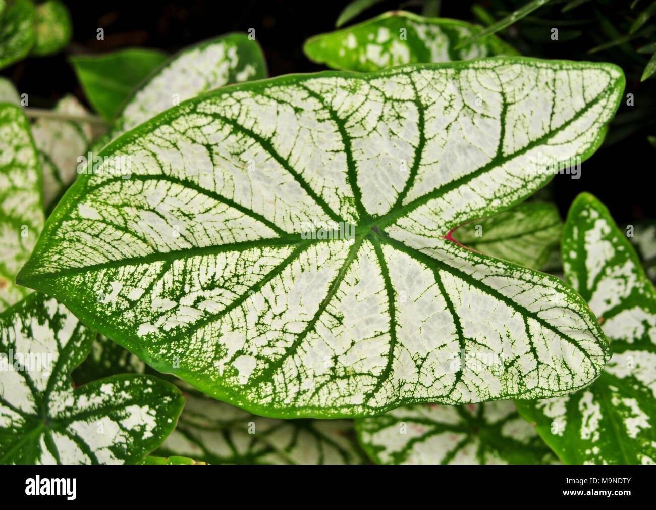 Detail of a white and green caladium leaf Stock Photo