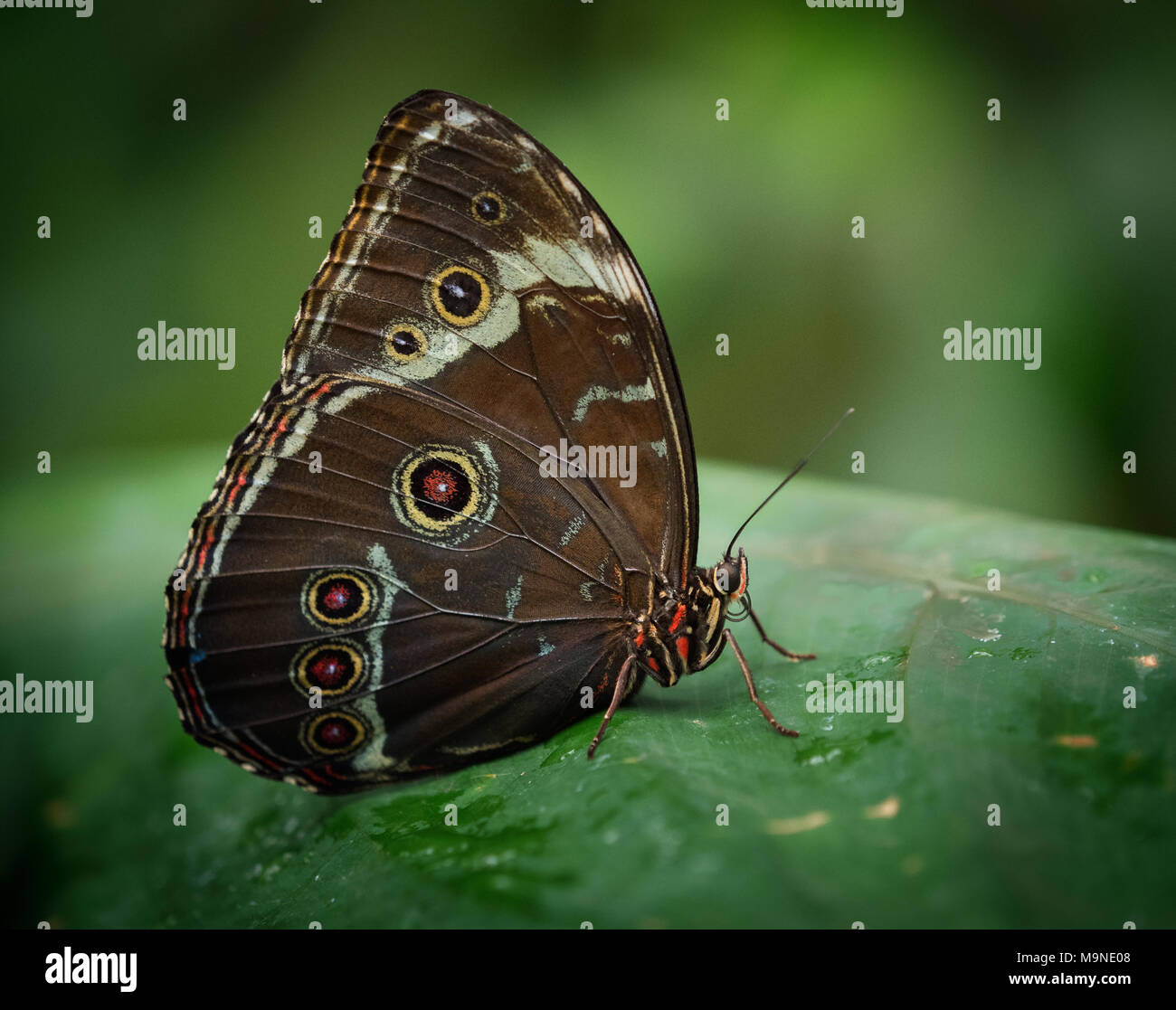 Blue Morpho Neotropical Butterfly found mostly in South America is bright blue on the back of his wings and patterned when closed. Stock Photo