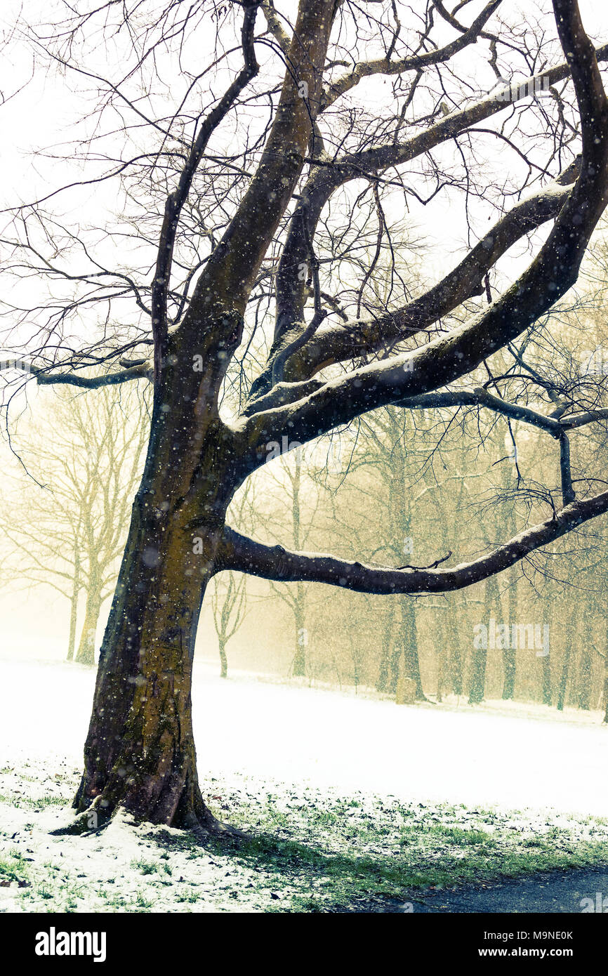 Cold climate tree hi-res stock photography and images - Alamy
