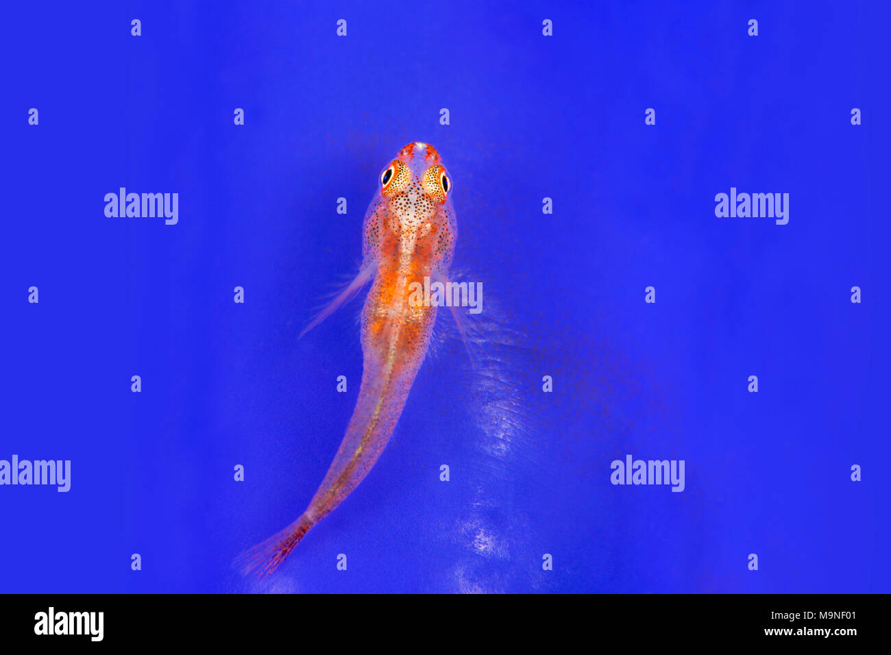 Whip coral goby sat on a bright blue sea squirt Stock Photo