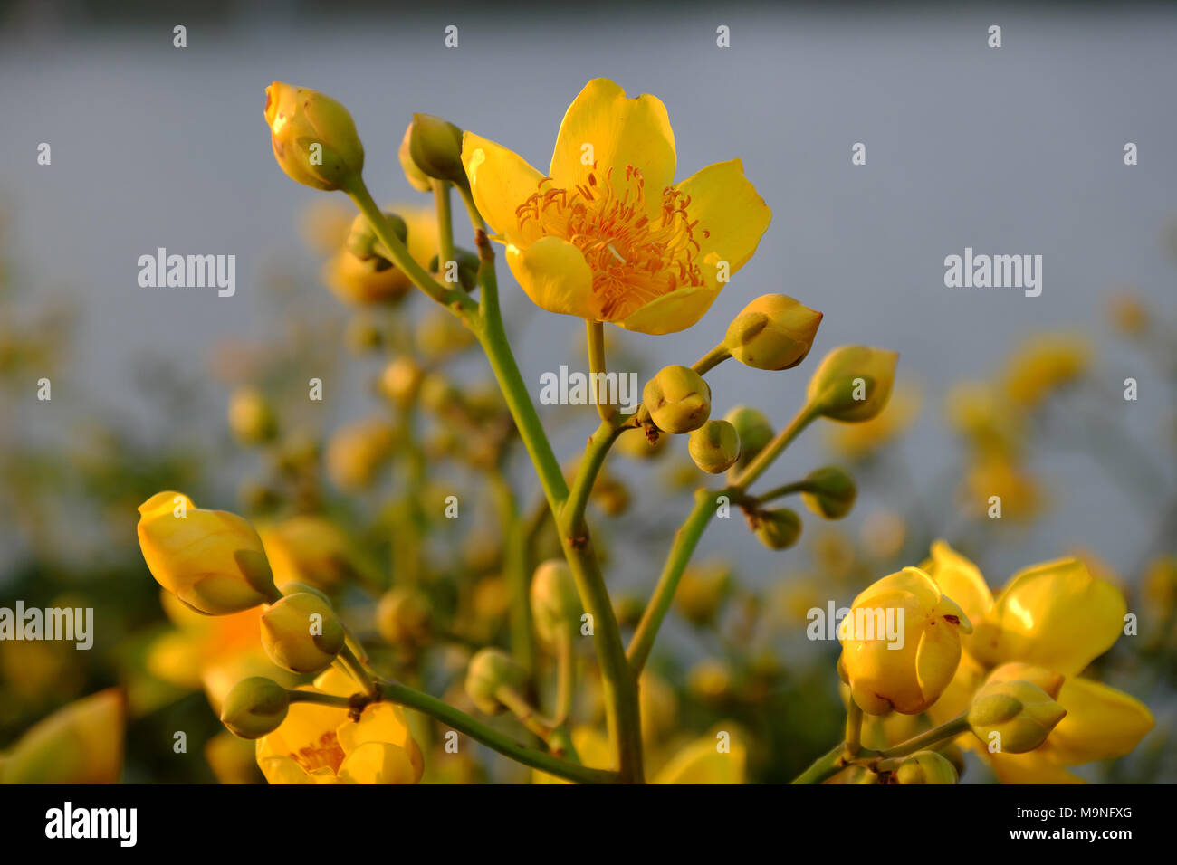 Yellow flower in springtime, buttercup tree blossom bright golden at flower market, Da Lat city, Vietnam in spring, close up of bud, petals in sunset Stock Photo