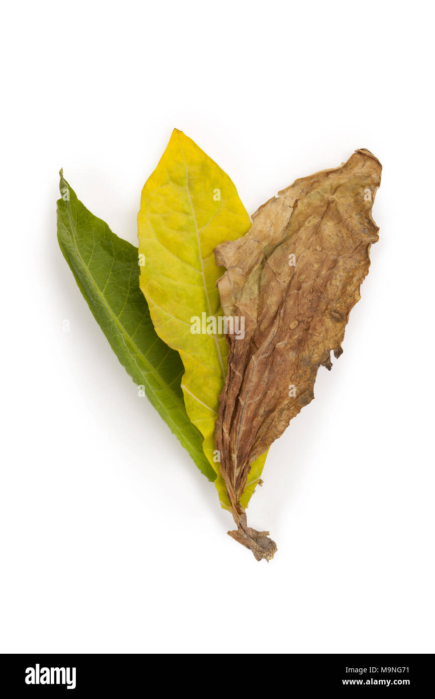 fermented tobacco leaves Fermented tobacco leaves hi-res stock photography and images