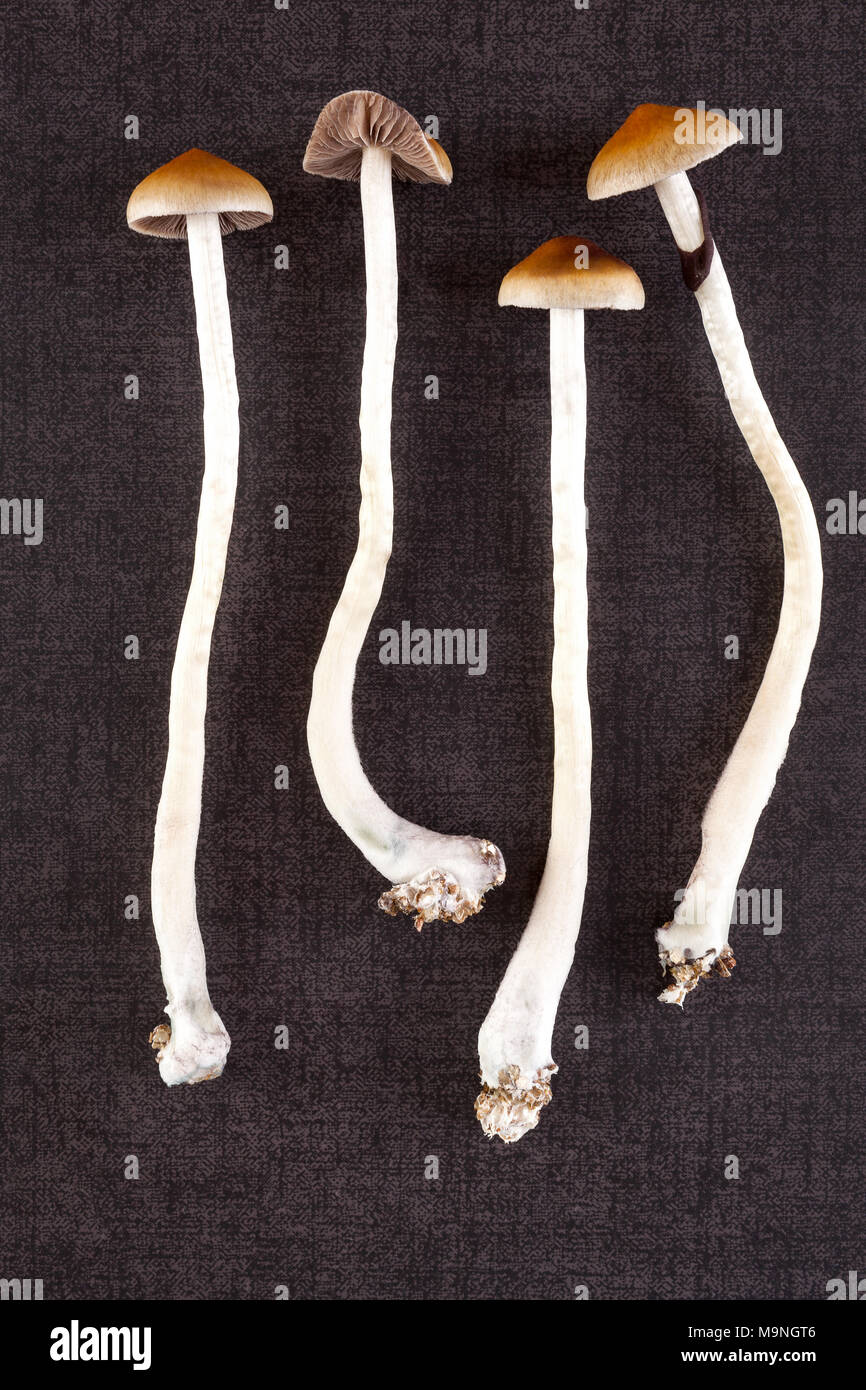 Fresh psilocybin mushrooms from above on dark background. Natural alternative medicine. Stock Photo
