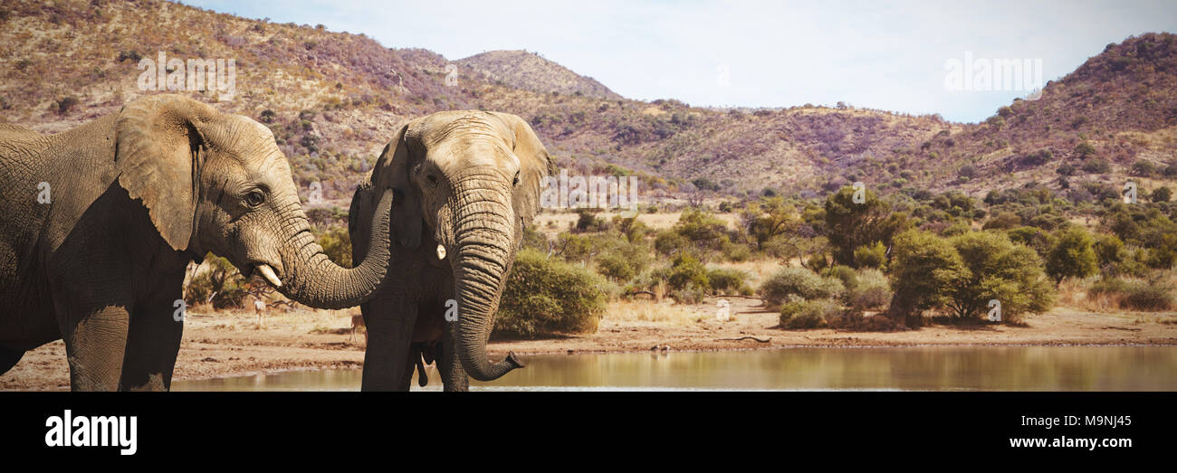 Composite image of wild elephants grazing on grassland Stock Photo