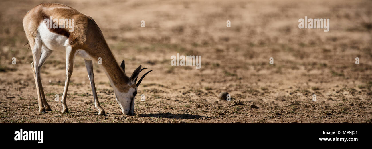 Wild deer grazing on a barren land Stock Photo