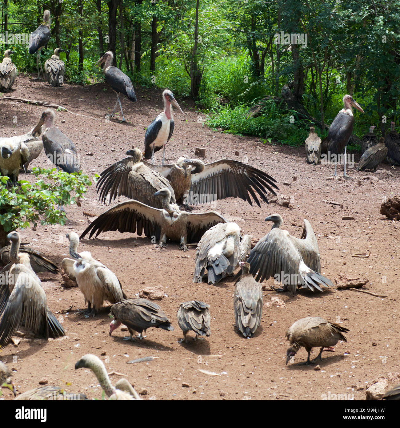 Kettle of vultures hires stock photography and images Alamy