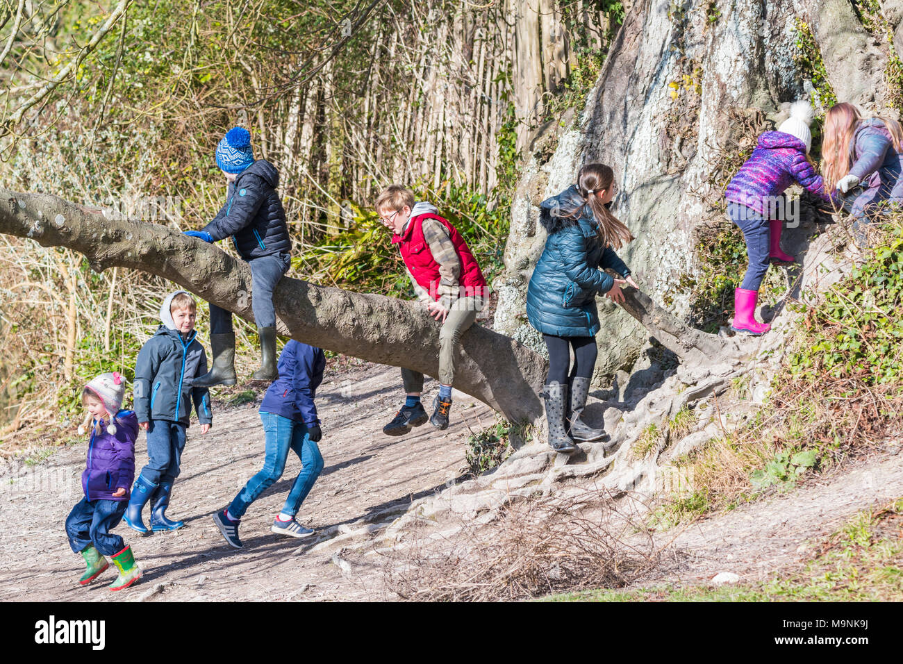 Group of young children playing outside and climbing on a tree in Winter in the UK. Stock Photo