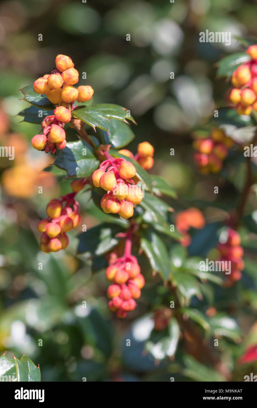 Darwin's Barberry bush (Berberis darwinii plant) showing leaves and orange red berries growing in Spring in West Sussex, England, UK. Closeup portrait. Stock Photo