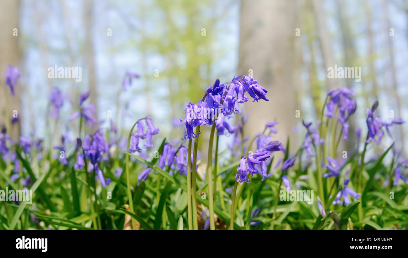 Close up of flowering common bluebells, Hyacinthoides non-scripta, blue flowers in a beech forest in spring, Doveren, North Rhine-Westphalia, Germany Stock Photo