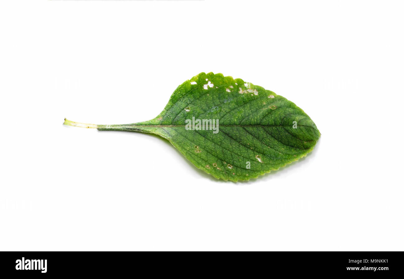 Boldo leaf with small holes eaten by insects: green plant called Boldo da Terra. Plant used to make tea and medicinal products. Plant isolated on whit Stock Photo