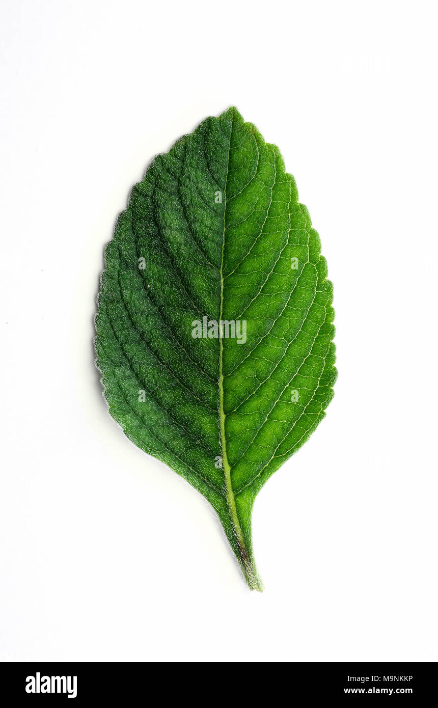 Boldo leaf: green plant called Boldo da Terra. Plant used to make tea and medicinal products. Plant isolated on white. Stock Photo