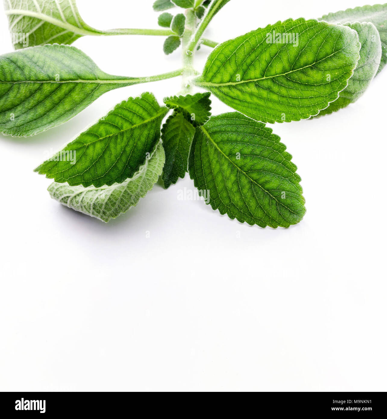Boldo leaf: branch of a green plant called Boldo da Terra. Plant used to make tea and medicinal products. Plant isolated on white. Stock Photo