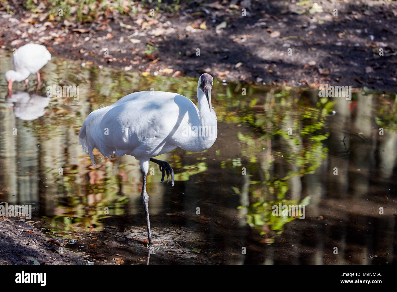 Whooping Crane standing on one leg in a creek Stock Photo