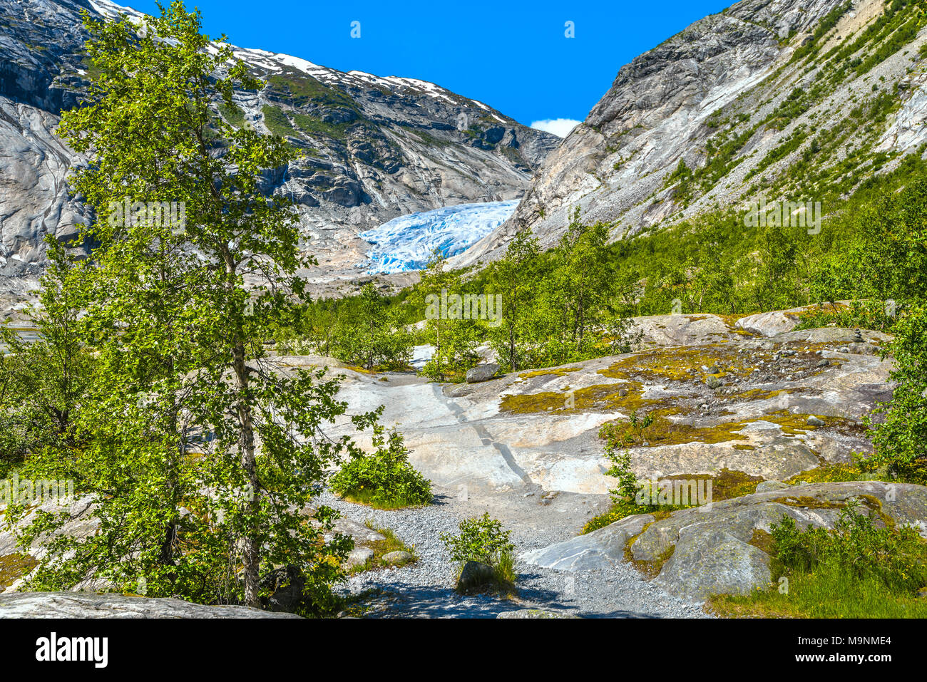 mountainscape with birch trees, Norway, Nigardsbreen glacier, Jostedalen, Jostedalsbreen National Park Stock Photo