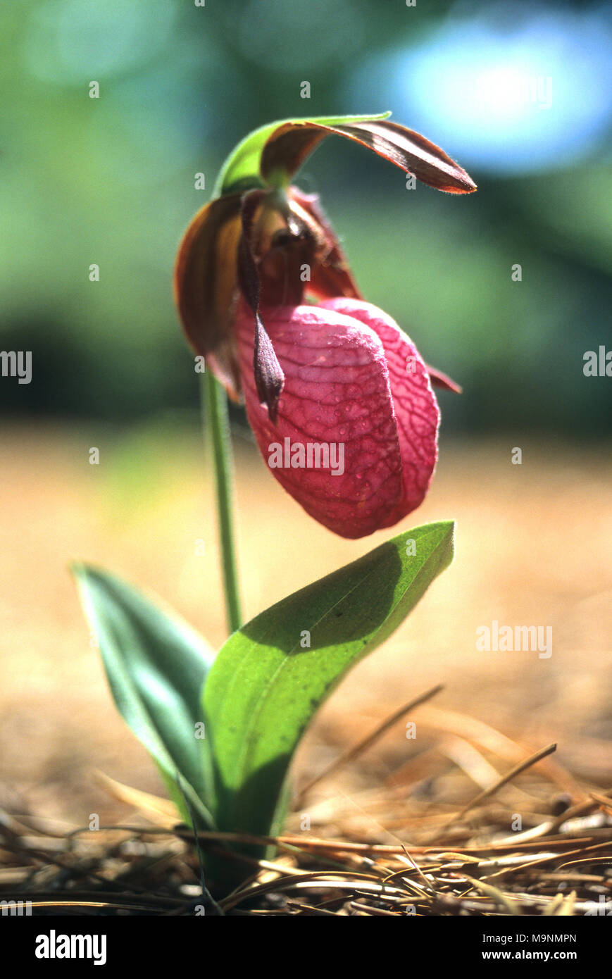 A Ladyslipper in the woods on Cape Cod, Massachusetts, USA Stock Photo