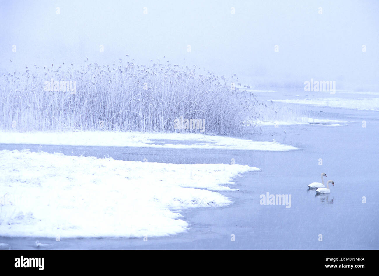 Swans in a snowstorm on Cape Cod (USA) Stock Photo