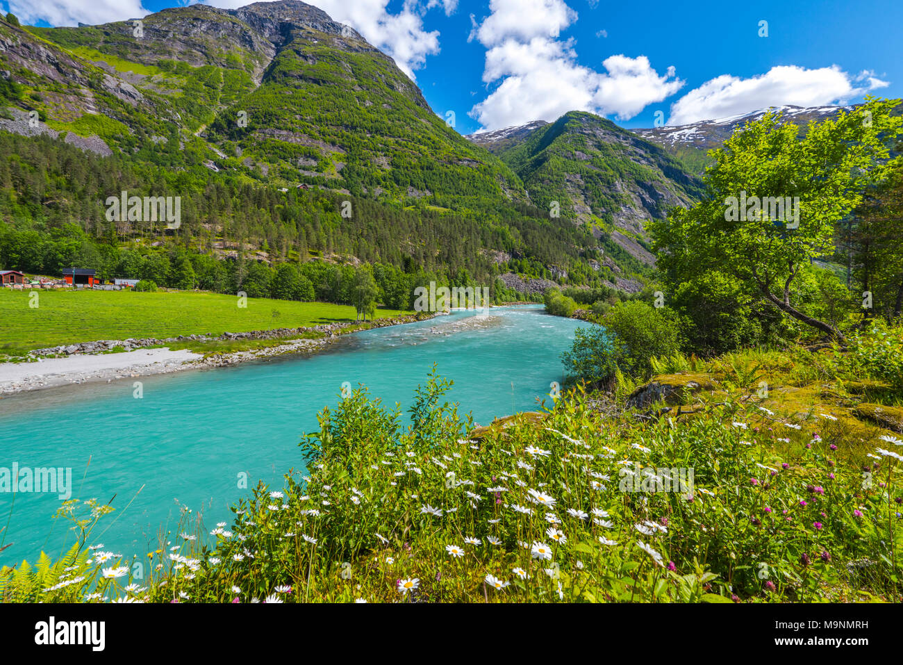 mountainscape with flowers and glacier river, Norway, Jostedalsbreen National Park Stock Photo