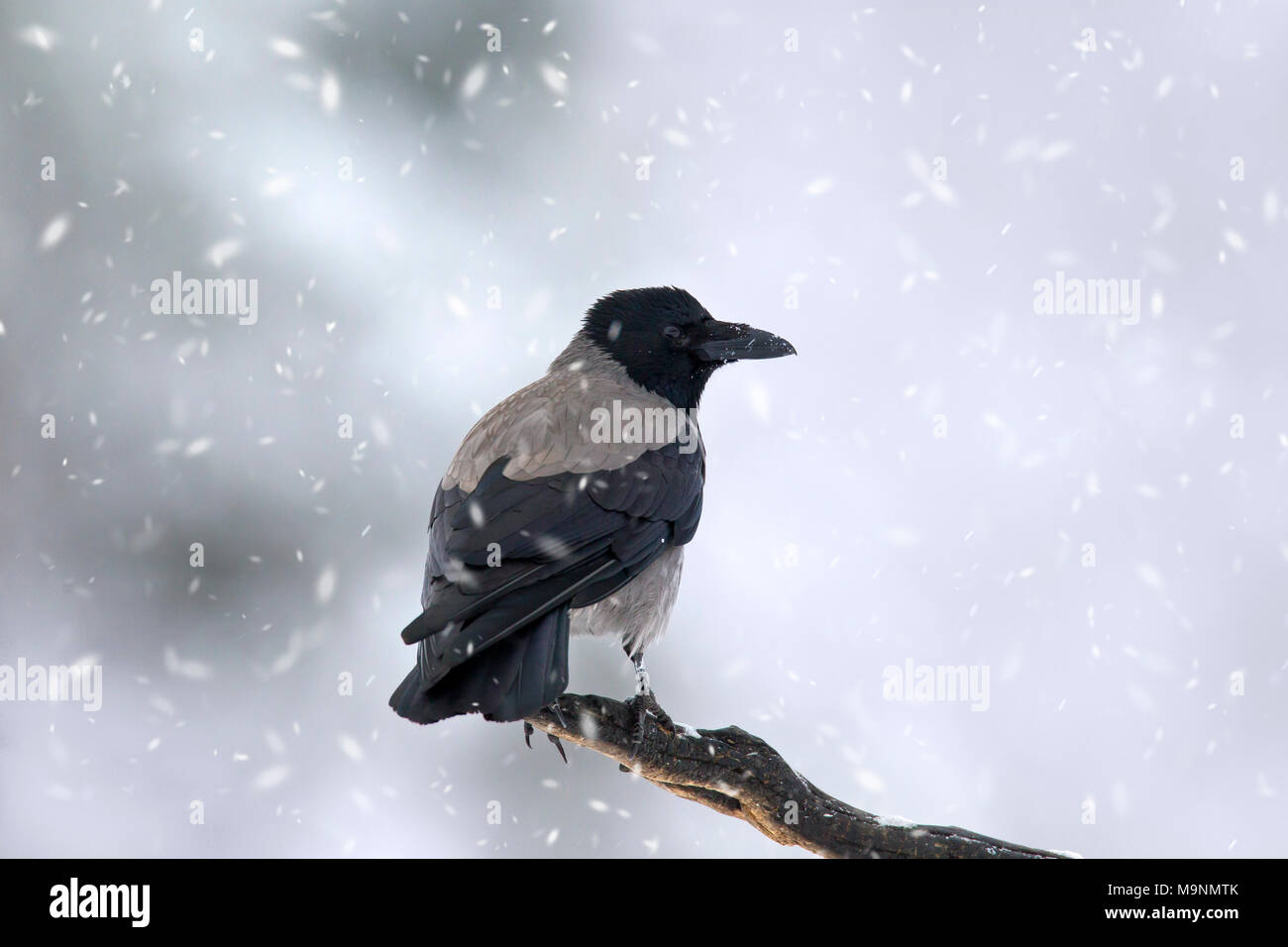 Hooded crow / hoodie (Corvus cornix) perched on branch in winter during snowfall Stock Photo