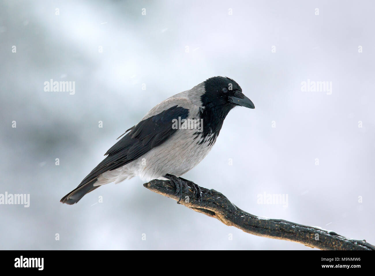 Hooded crow / hoodie (Corvus cornix) perched on branch in winter during snowfall Stock Photo