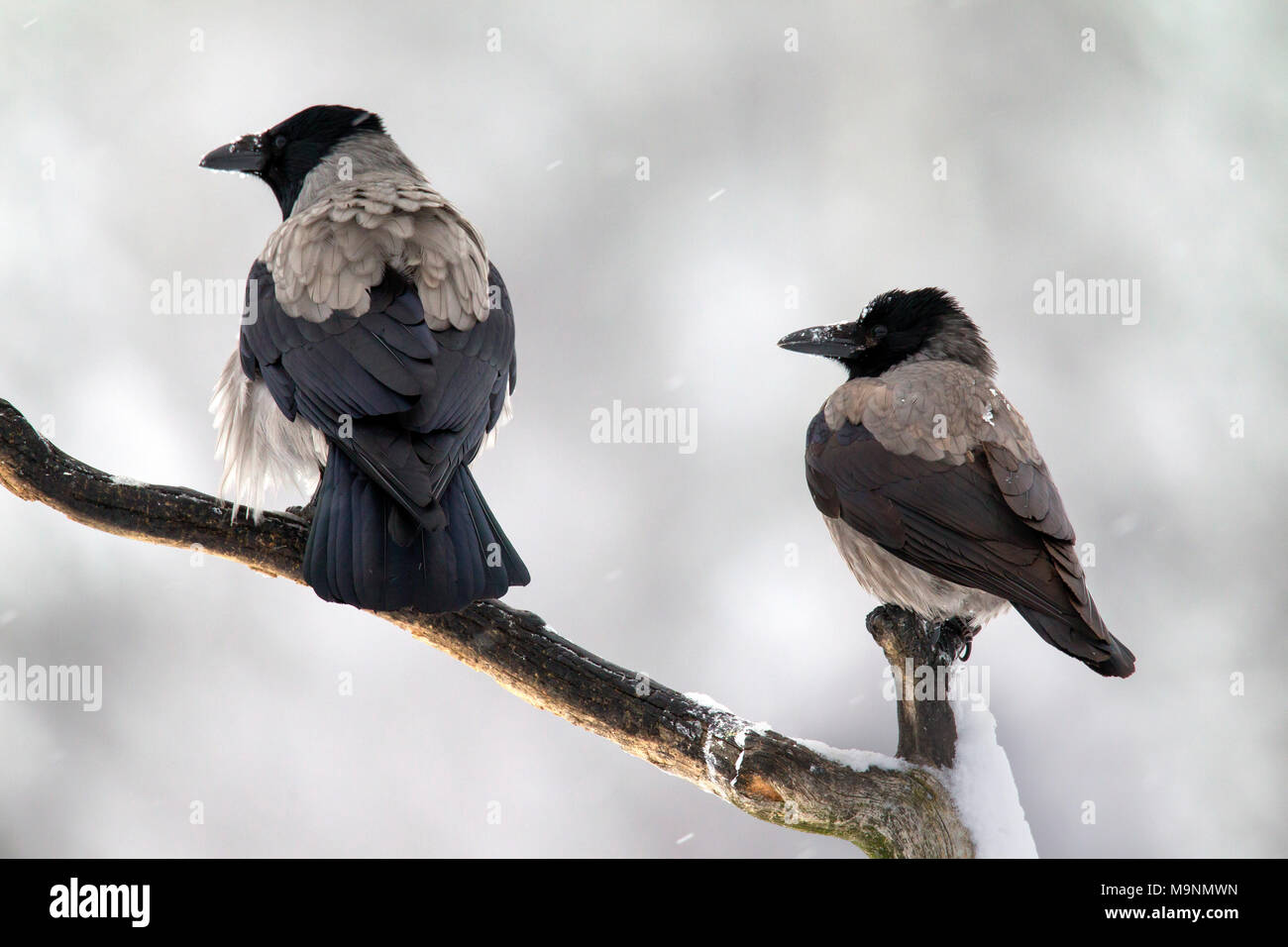 Two hooded crows / hoodies (Corvus cornix) perched on branch in winter during snowfall Stock Photo