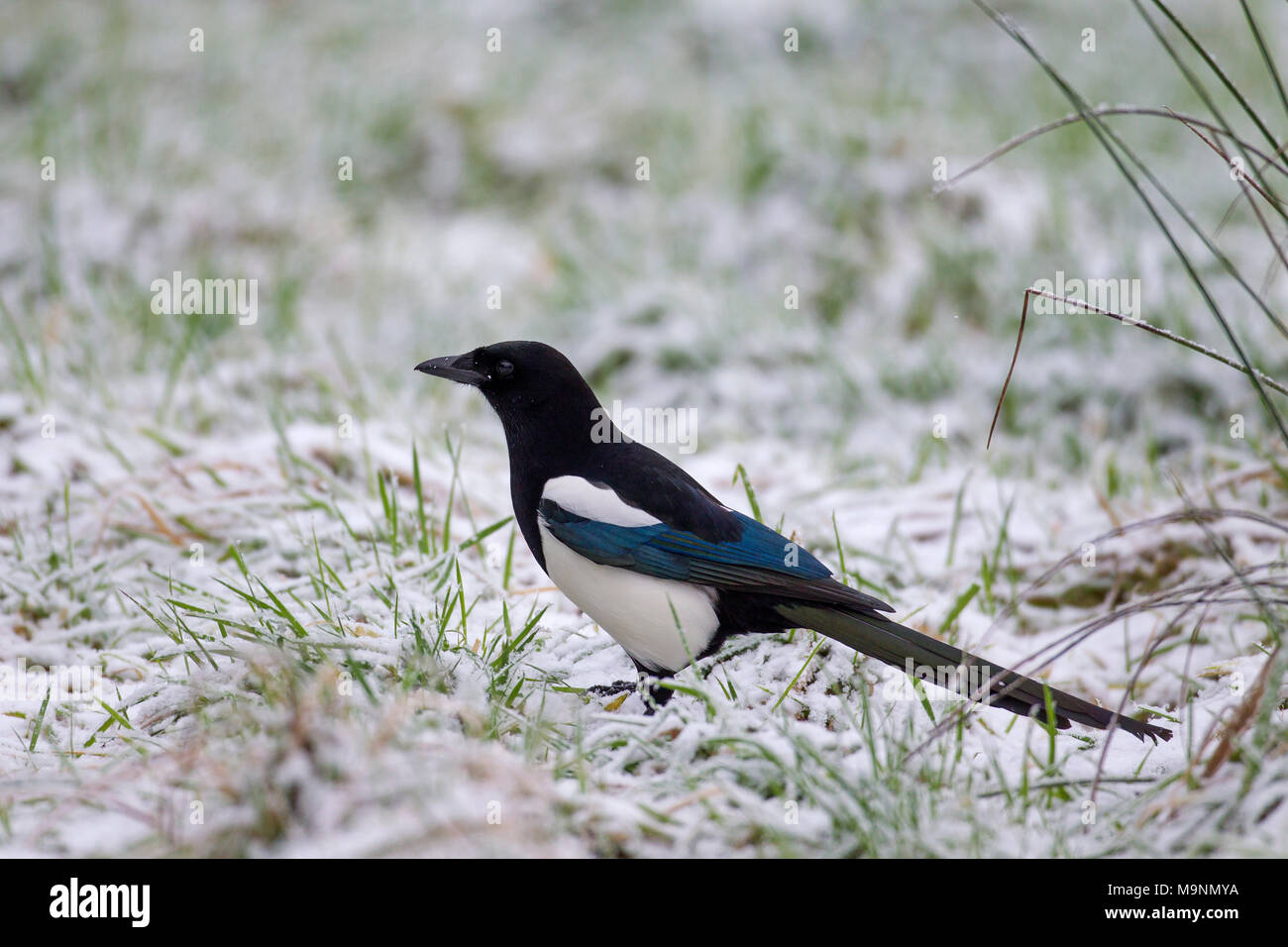 Eurasian magpie / common magpie (Pica pica) foraging in snow covered meadow in winter Stock Photo