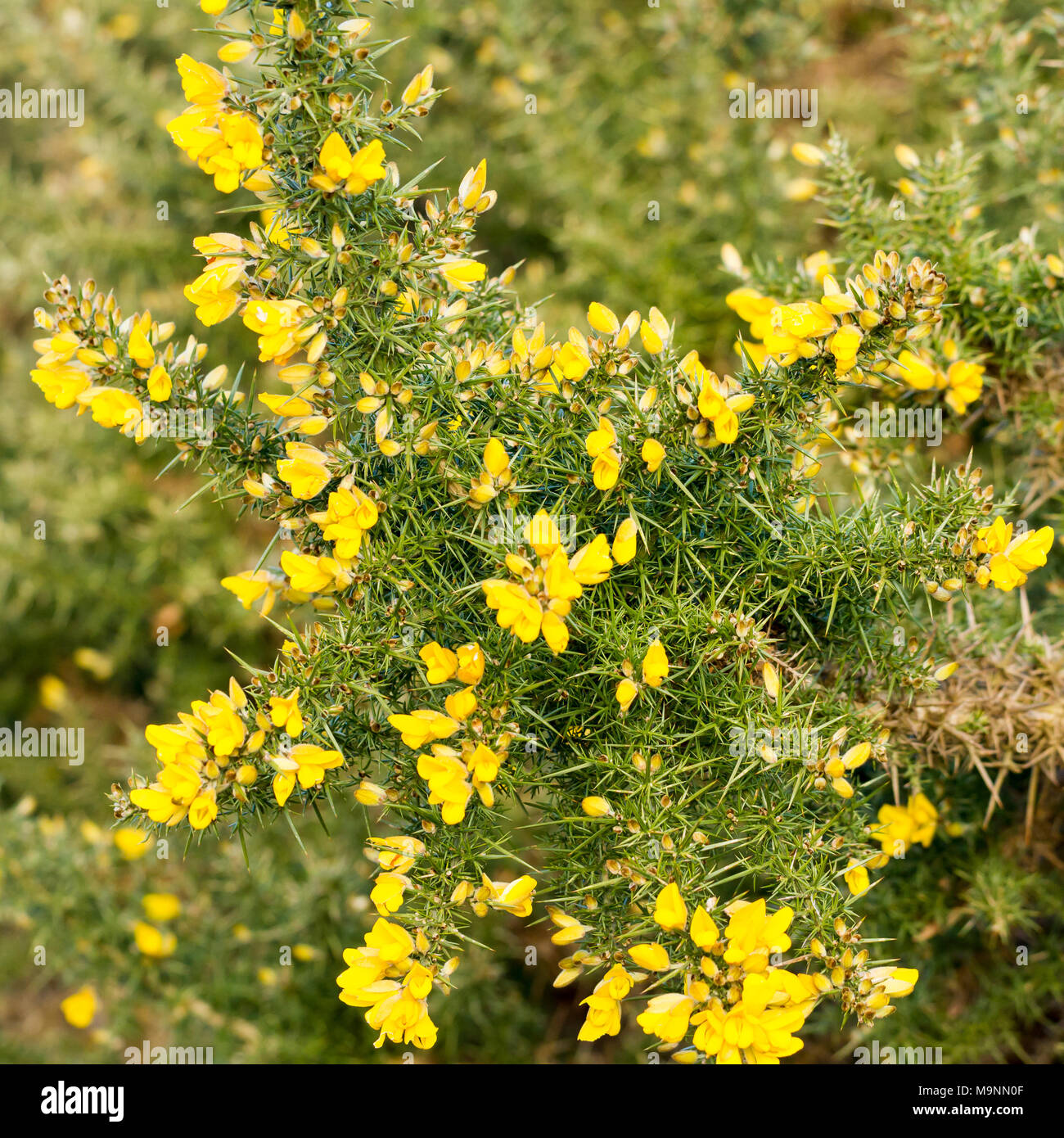 Gorse bush (Ulex europaeus) flowering in winter, Dorset, UK Stock Photo