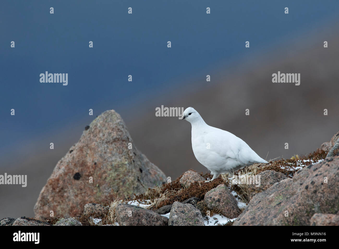 Rock ptarmigan (Lagopus muta / Lagopus mutus), female foraging among rocks in winter plumage, Scotland, UK Stock Photo