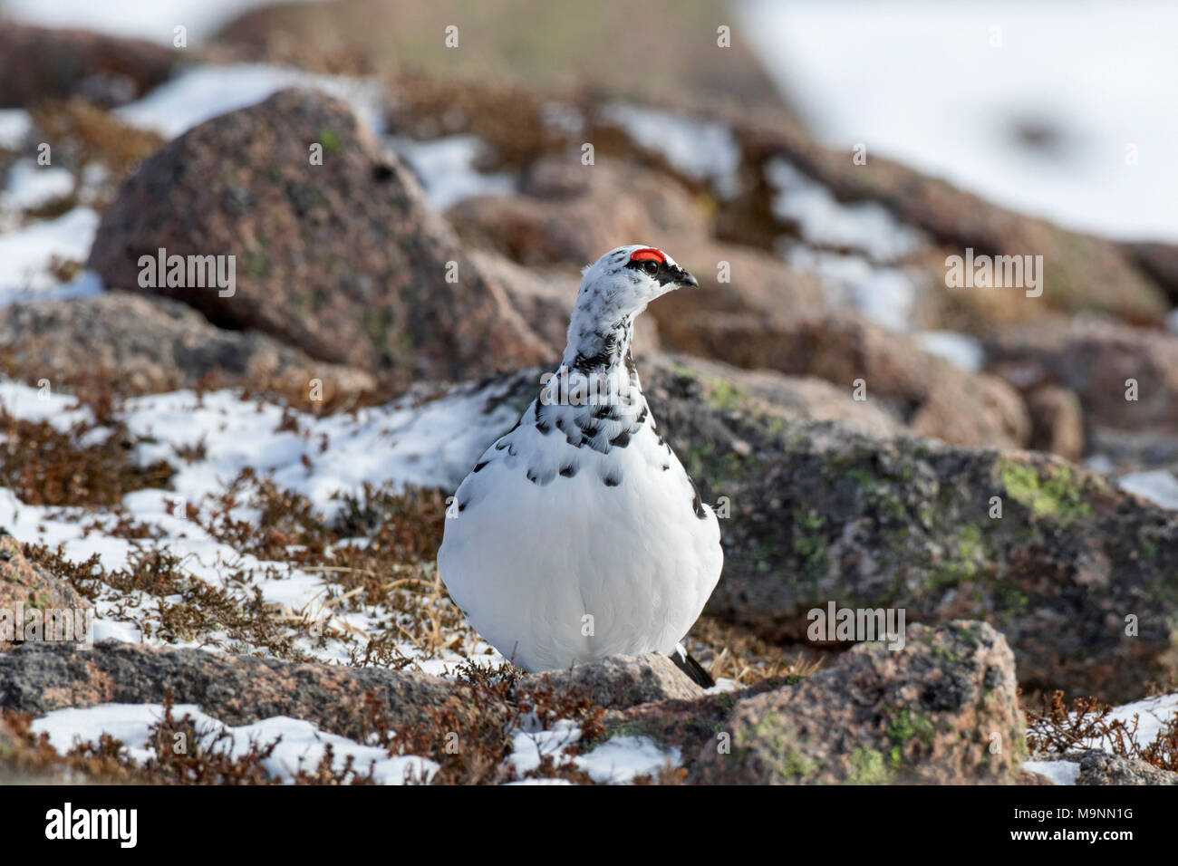 Rock ptarmigan (Lagopus muta / Lagopus mutus), male foraging among rocks in winter plumage, Scotland, UK Stock Photo