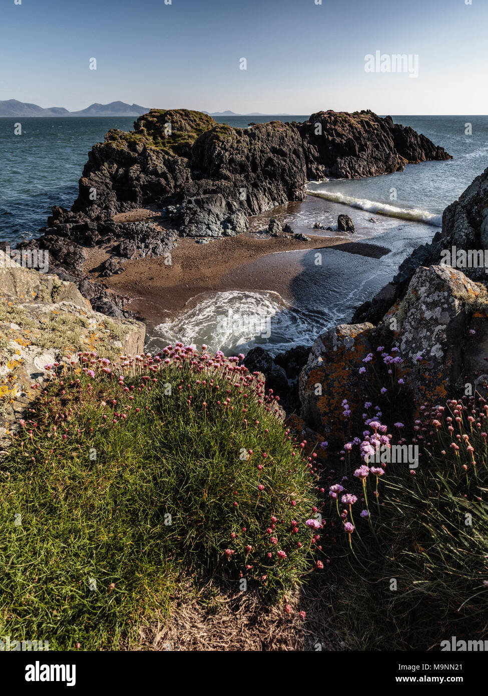 Wild flowers and bay on Llanddwyn Island, Anglesey, North Wales, Uk Spring 2017 Stock Photo
