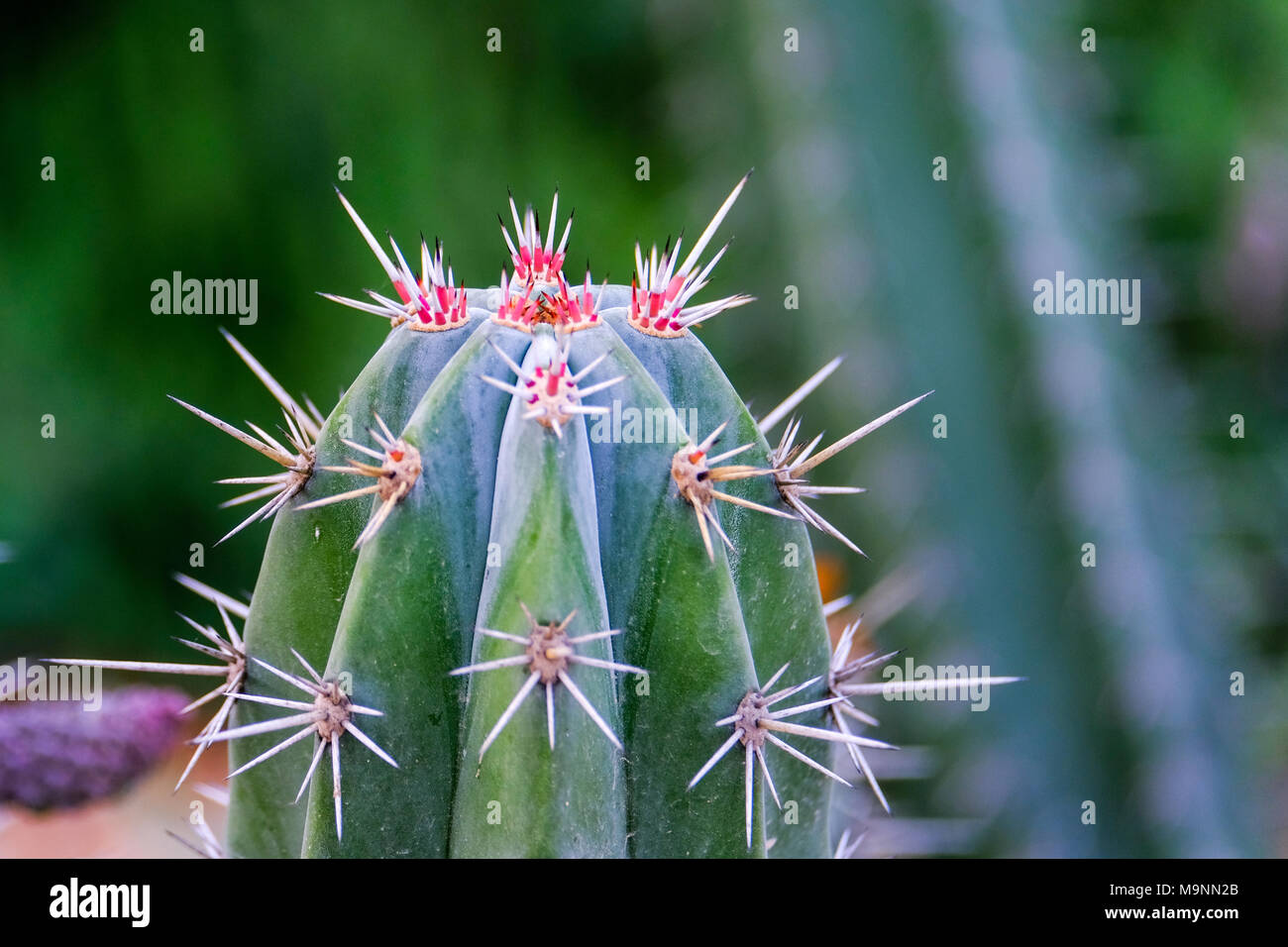 Close up of colorful Opuntia Dillenii Cactus Fork Stock Photo