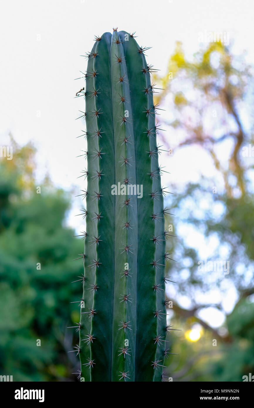 cactus sign Cactus Definition Wooden Sign | Wall Art Print on Real Wood main image 1