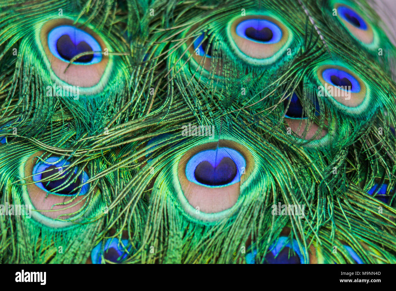 feather dress of Indian or Blue Peacock (Pavo cristatus) with with typical iridescent colorful eye patches Stock Photo