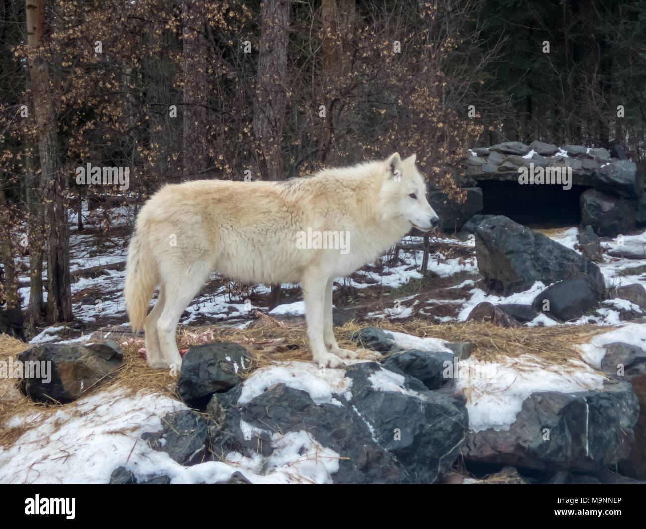 Wolf surveys domain at international wolf center Stock Photo