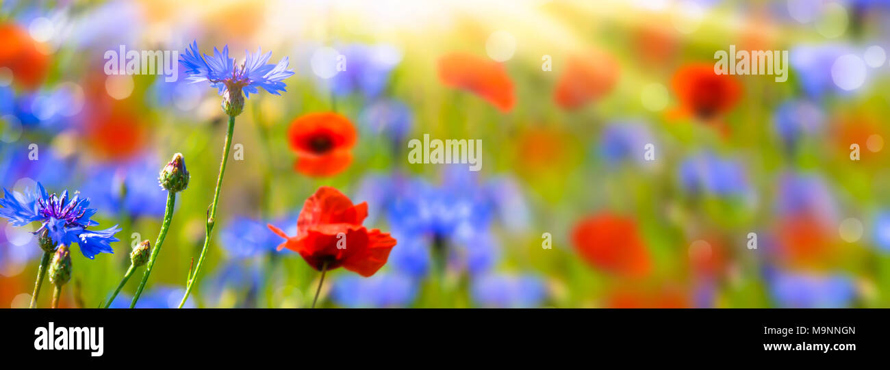 poppies and cornflowers in summertime Stock Photo