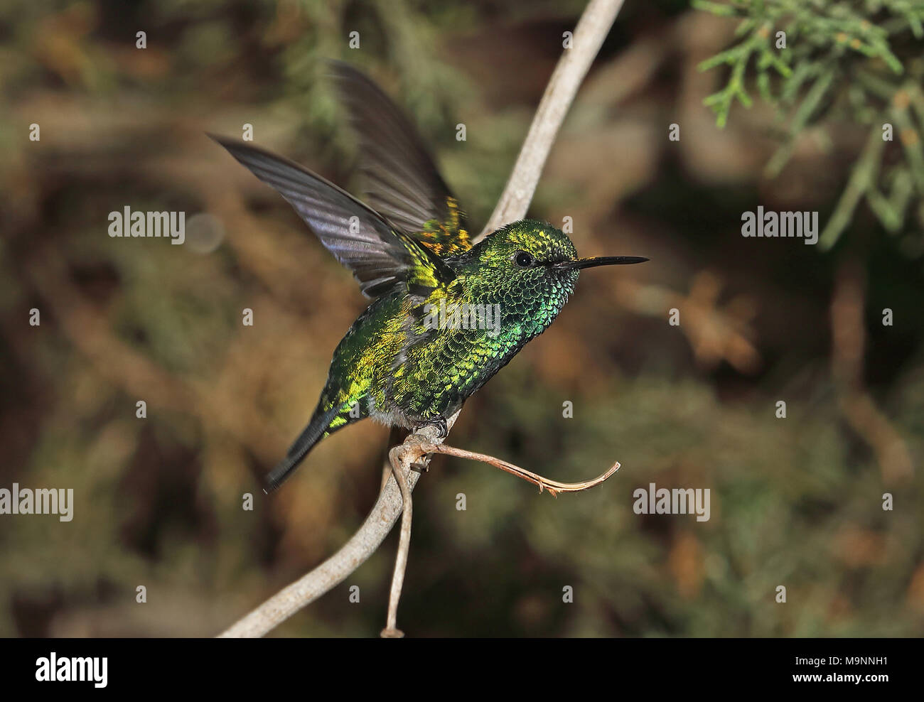 Western Emerald (Chlorostilbon melanorhynchus) adult male perched wing-flicking  Quito, Ecuador                             February Stock Photo