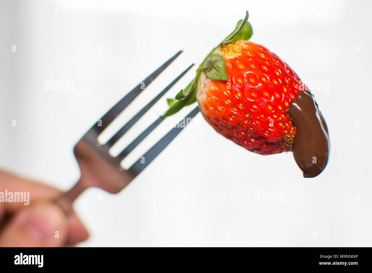 Strawberry with chocolate as fresh bio dessert. Stock Photo