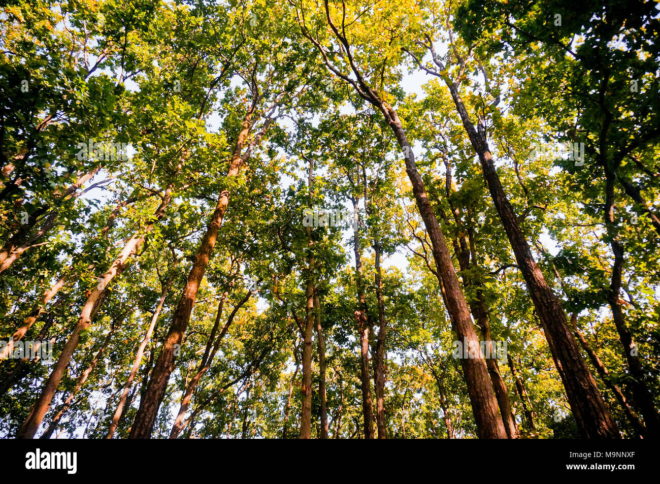 Upward shot of thin trunked trees with a green canopy and dense foliage. A perfect shot for nature, green, conservation, forest, eco system and habitat Stock Photo