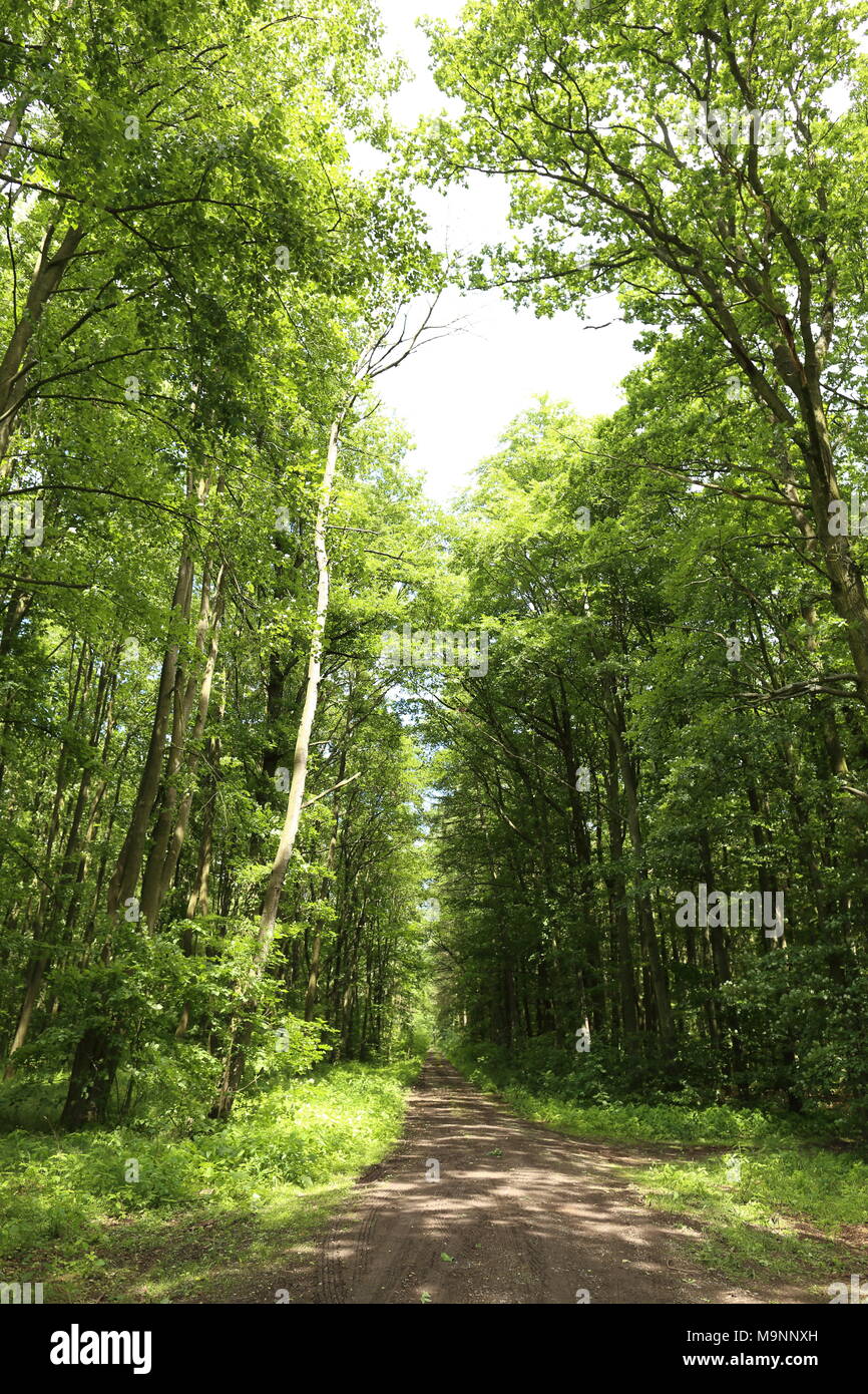 summer bright green forest trees in sunlight Stock Photo - Alamy