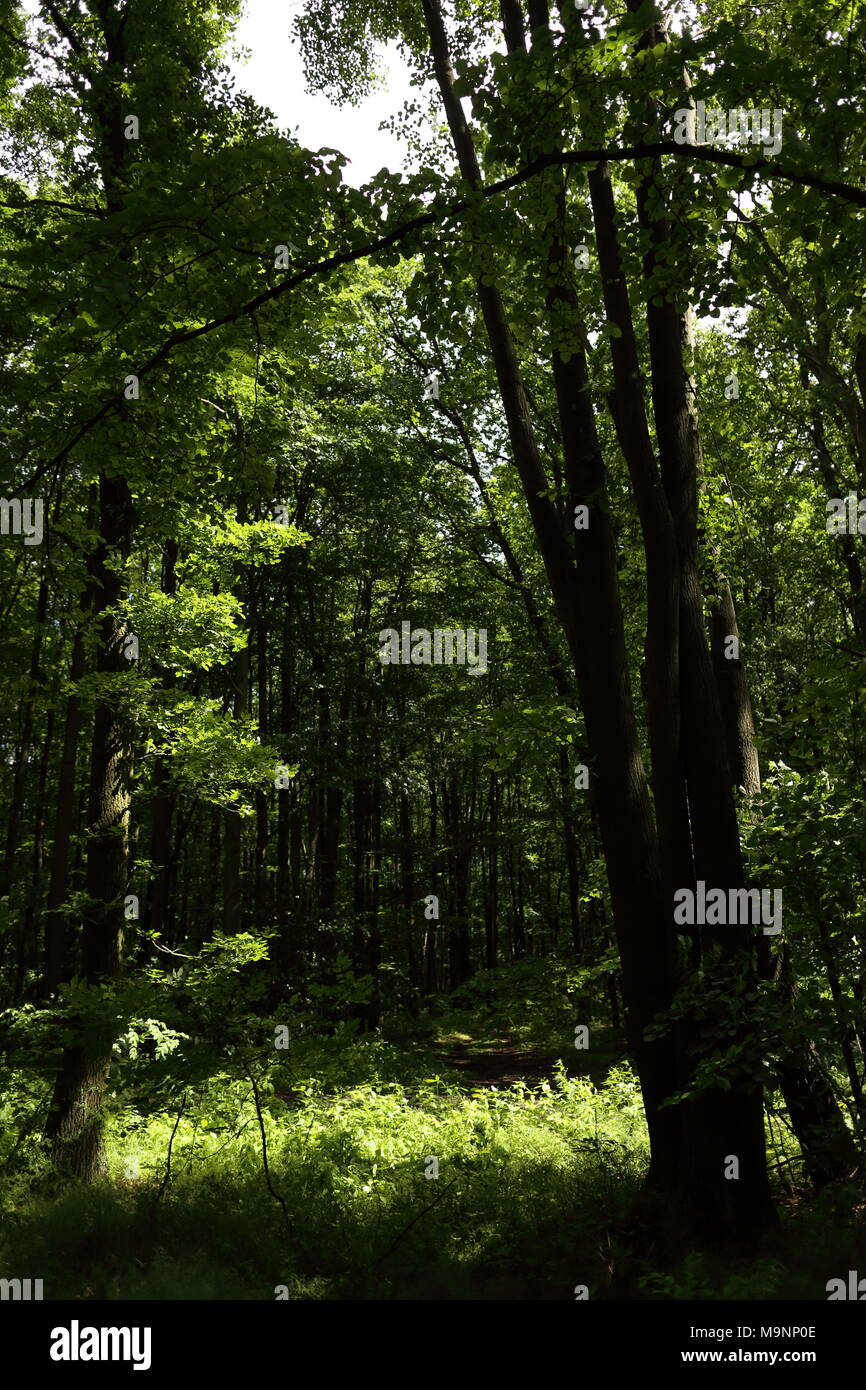 summer bright green forest trees in sunlight Stock Photo - Alamy