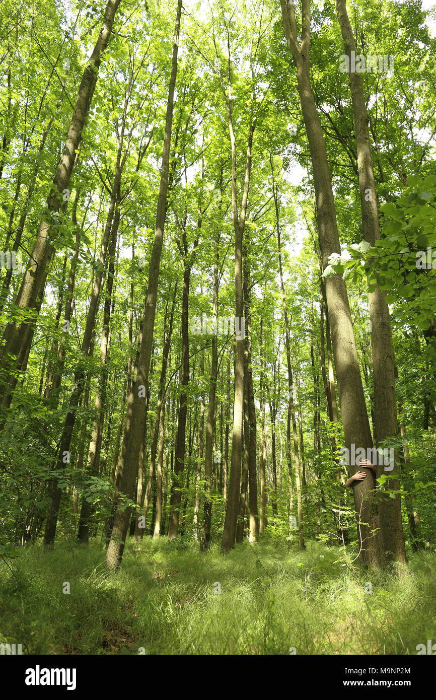 summer bright green forest trees in sunlight Stock Photo - Alamy